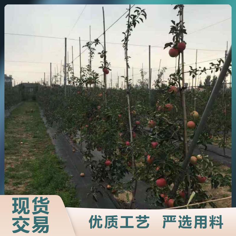 苹果苗-桃树苗品质好才是硬道理