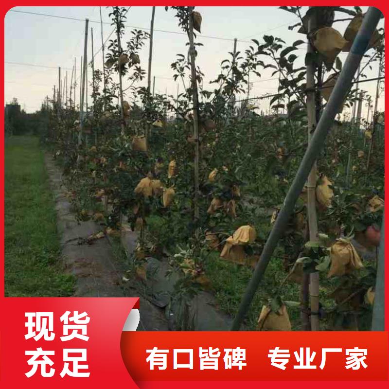 苹果苗梨树苗产地货源