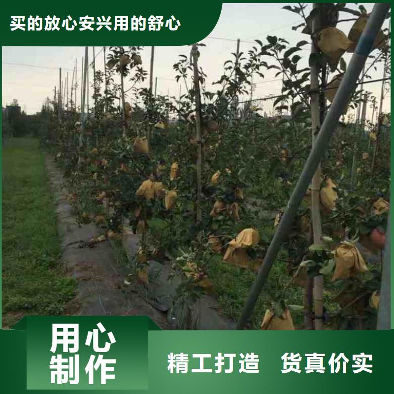 苹果苗,梨树苗价格实惠工厂直供