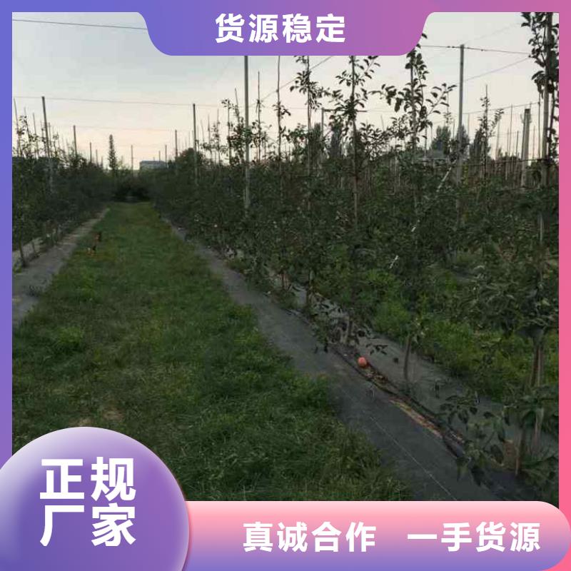 苹果苗,梨树苗价格实惠工厂直供