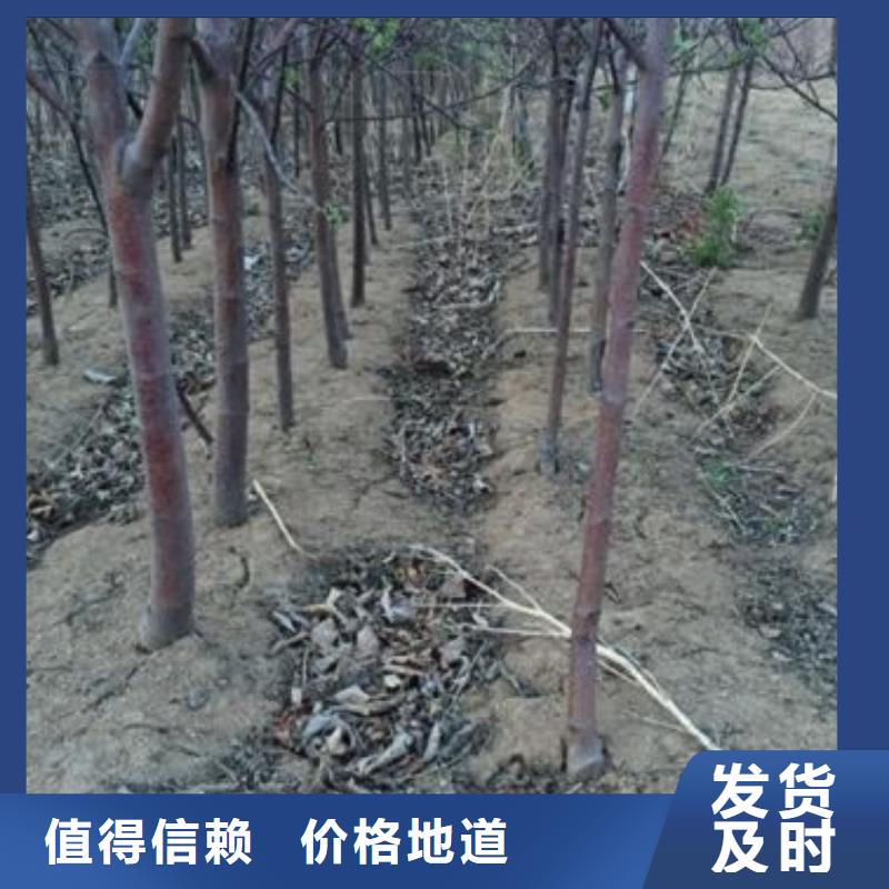 苹果苗梨树苗量大更优惠