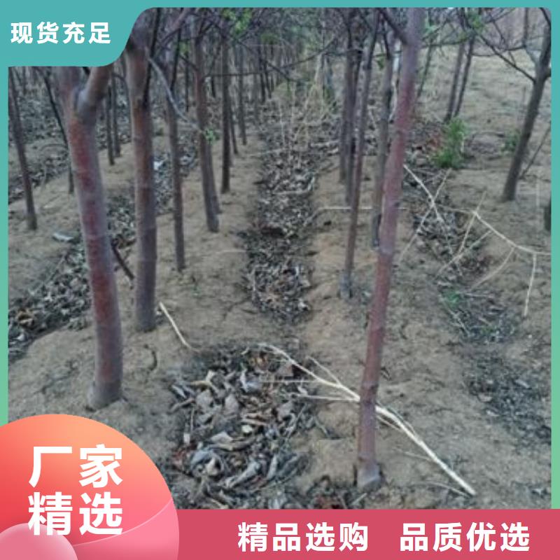 苹果苗,梨树苗根据要求定制