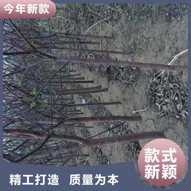 苹果苗值得买