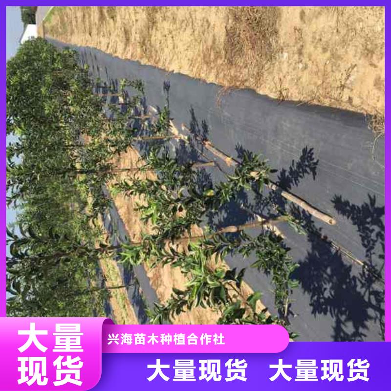 苹果苗核桃苗供货及时