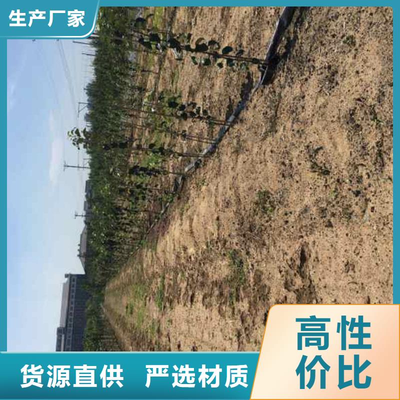 苹果苗【梨树苗】选择大厂家省事省心