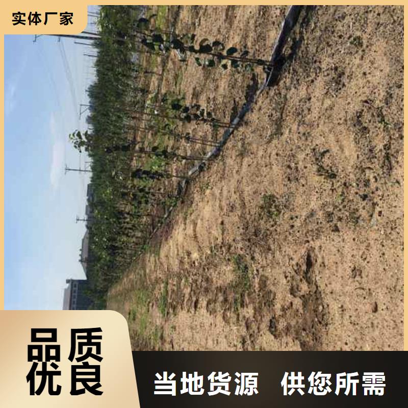 苹果苗【板栗苗】不只是质量好