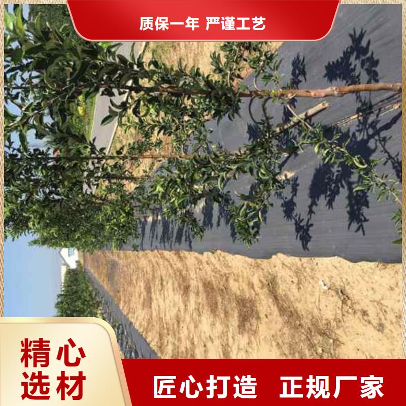 苹果苗板栗苗市场报价