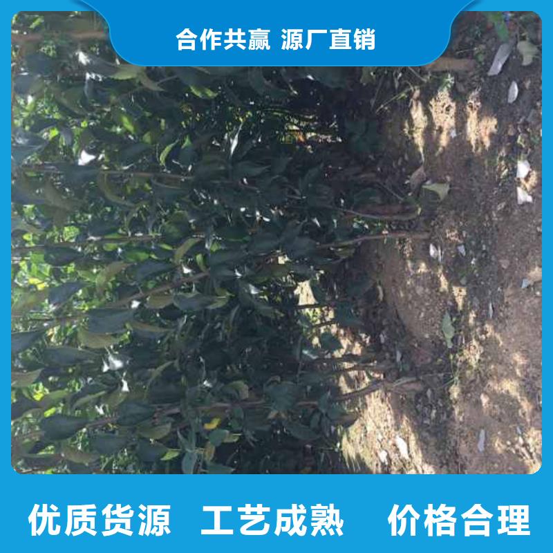 苹果苗桃树苗随心所欲定制