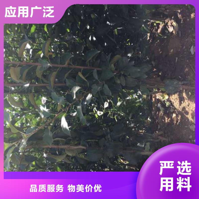 苹果苗,梨树苗价格实惠工厂直供