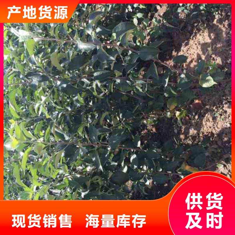 苹果苗桃树苗应用领域