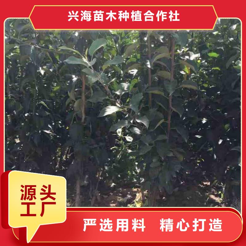 【苹果苗桃树苗现货齐全售后无忧】