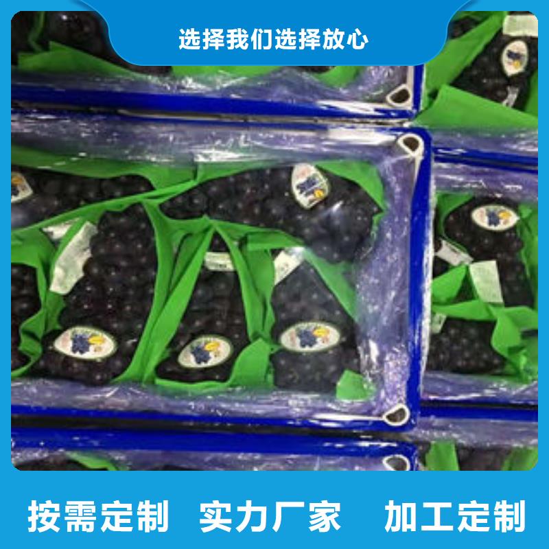 葡萄苗 梨树苗厂家质量过硬