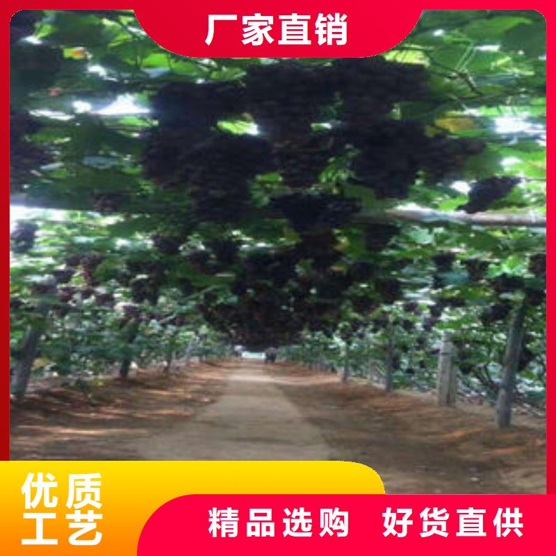 葡萄苗 梨树苗厂家质量过硬