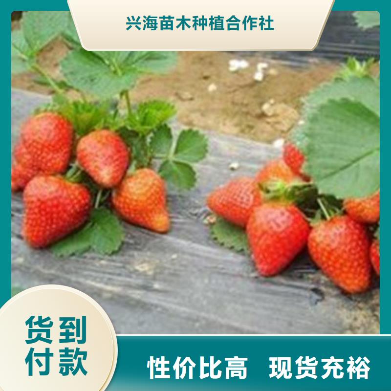 【草莓苗板栗苗量大从优】