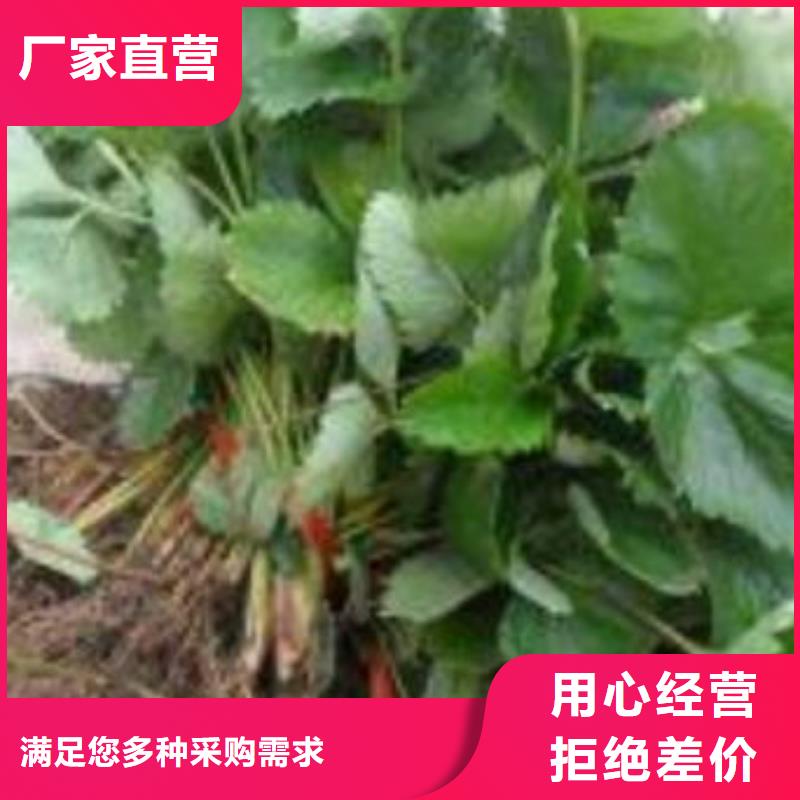 草莓苗【蓝莓苗】匠心工艺