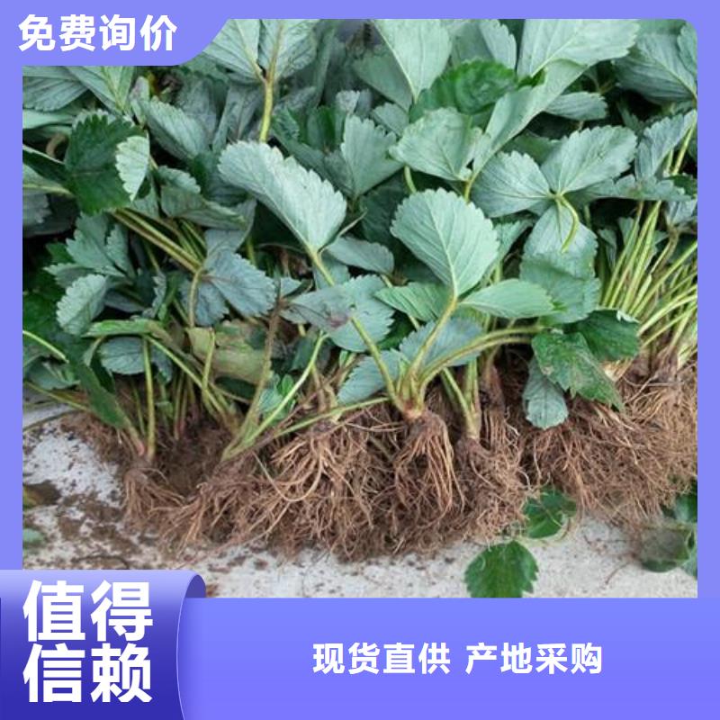 【草莓苗板栗苗量大从优】