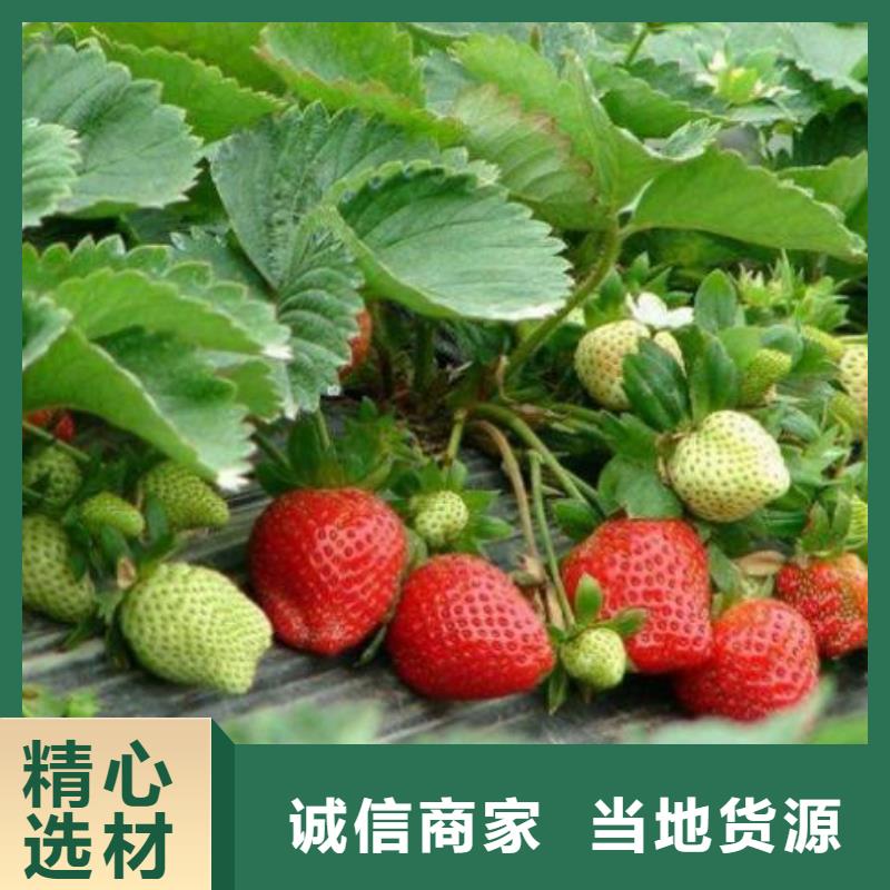 【草莓苗】板栗苗出厂严格质检