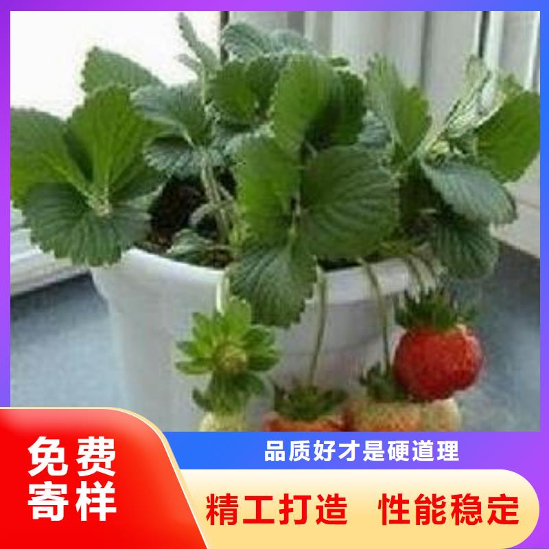 草莓苗花椒苗严谨工艺