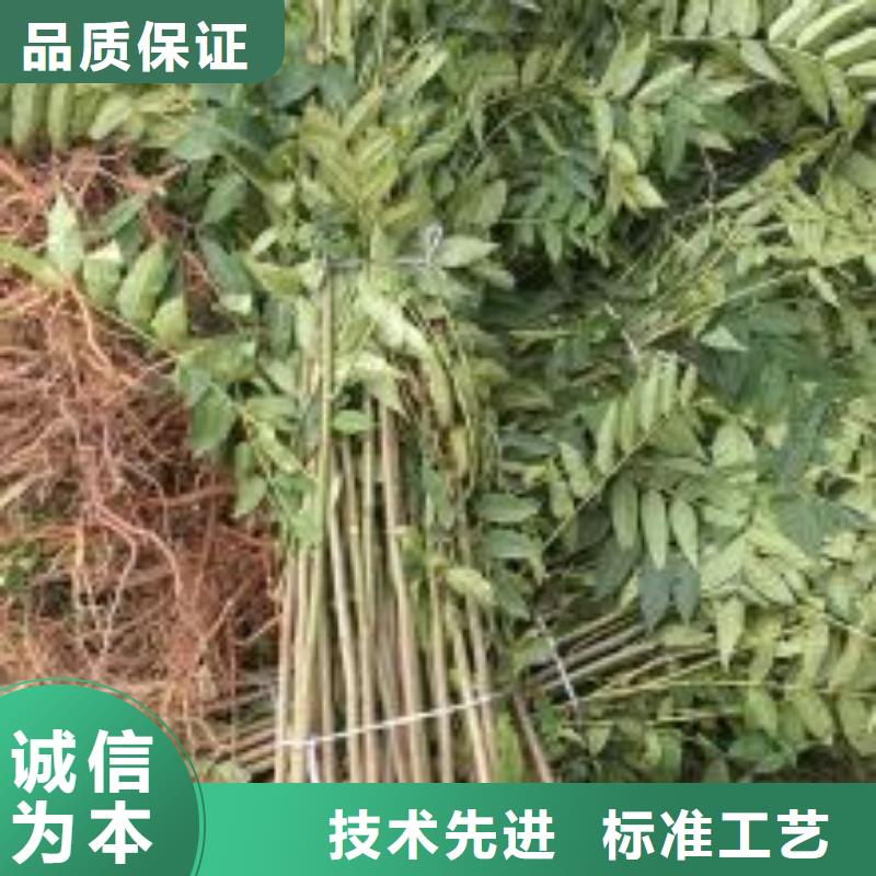 香椿苗桃树苗厂家型号齐全