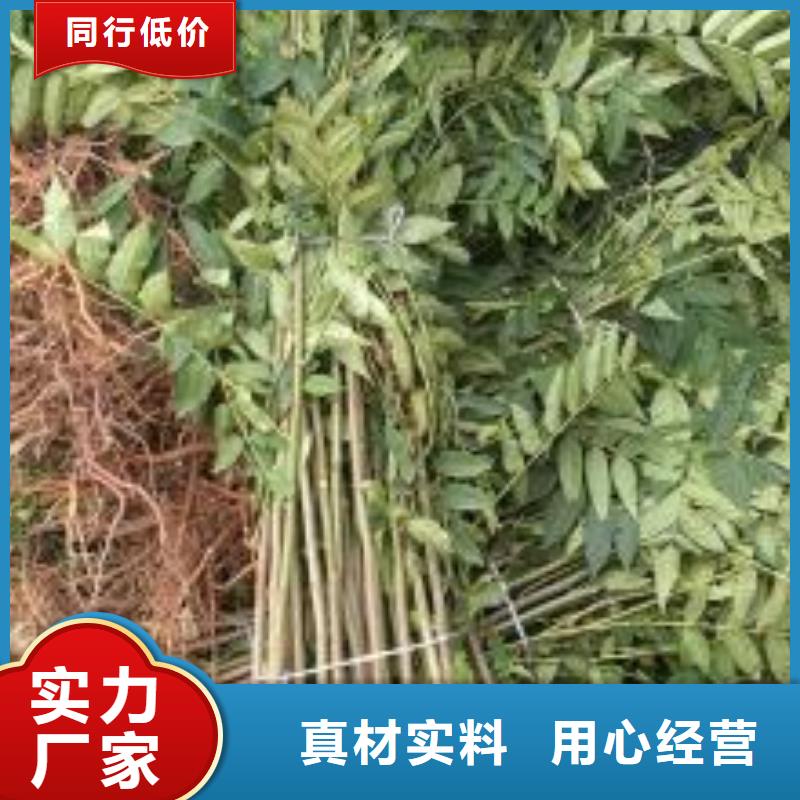 香椿苗蓝莓苗诚信厂家