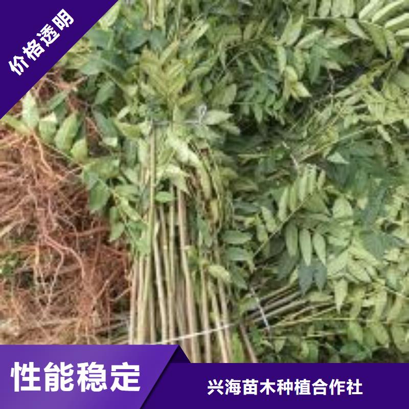 【香椿苗,花椒苗主推产品】