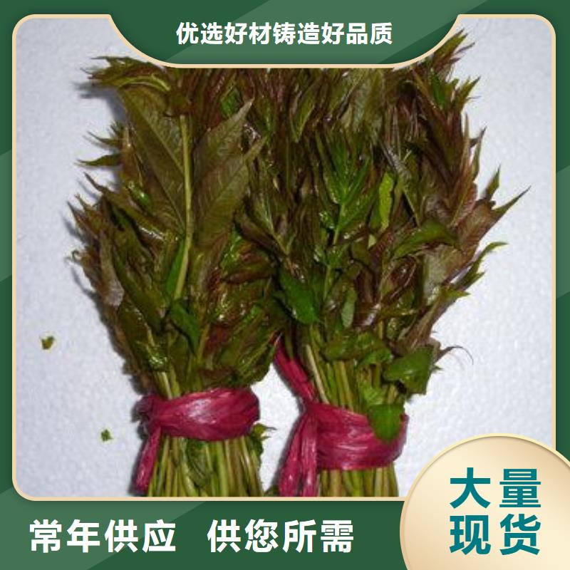 香椿苗核桃苗优质工艺