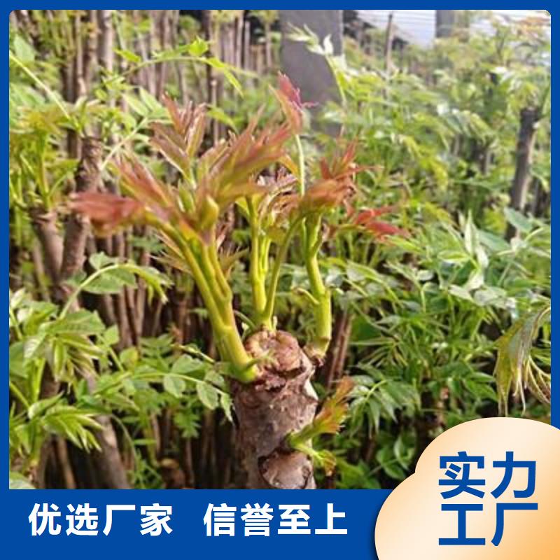 香椿苗【蓝莓苗】规格齐全实力厂家