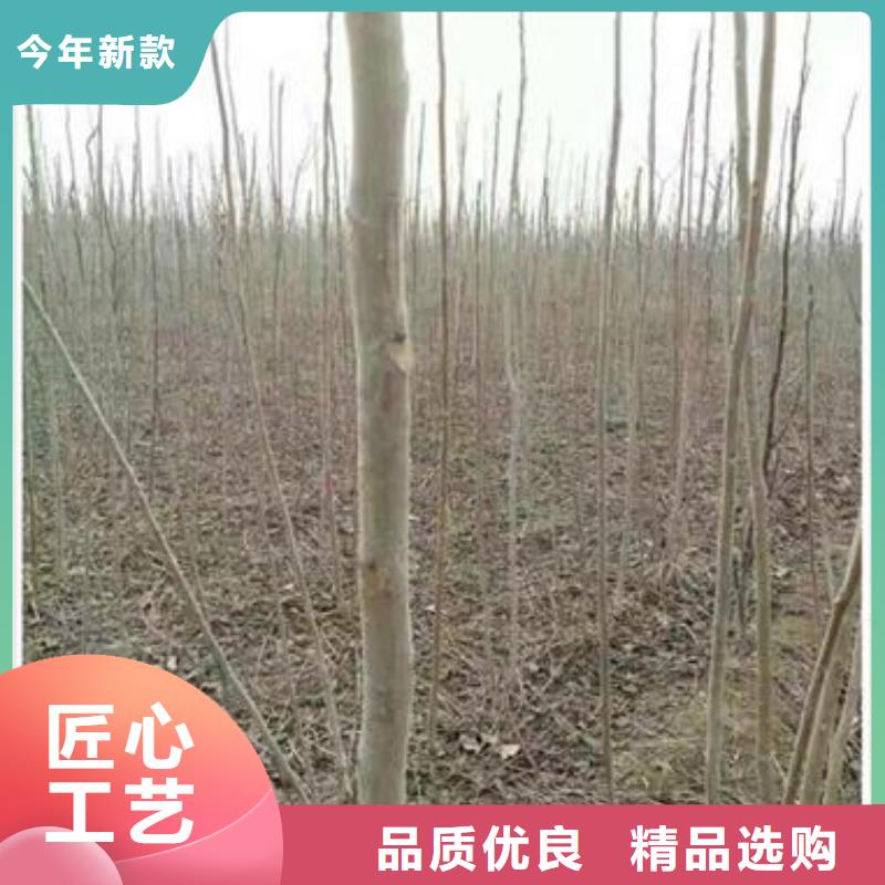 香椿苗苹果苗专业生产设备