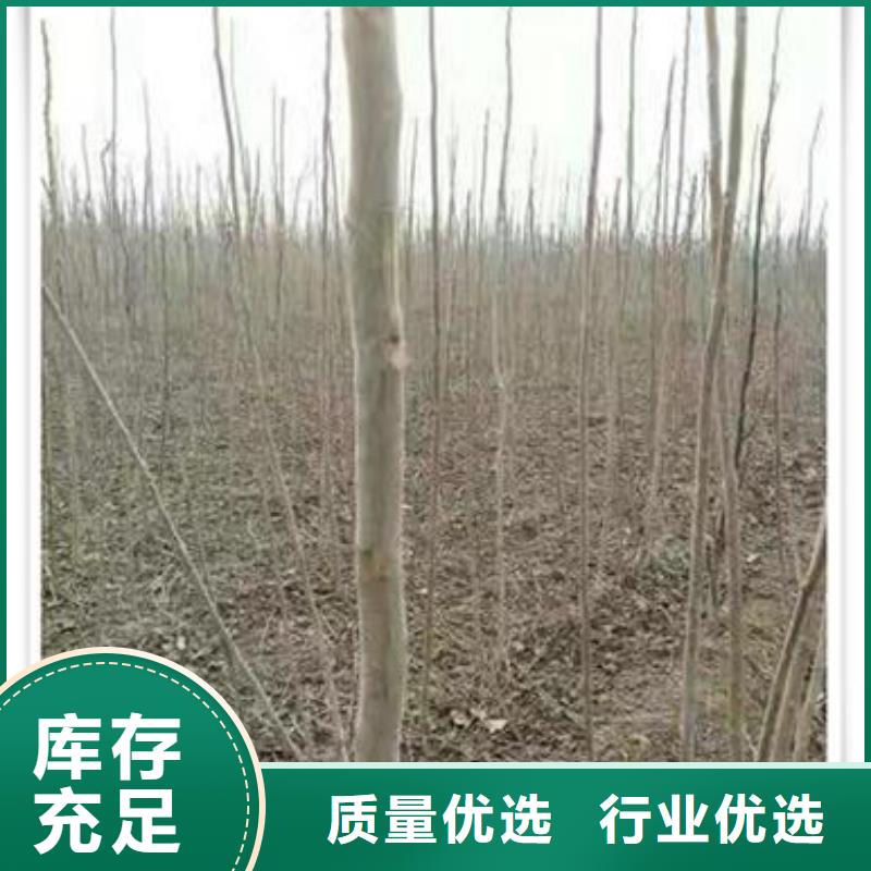 香椿苗蓝莓苗质量好