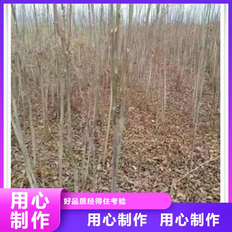 香椿苗蓝莓苗质量好