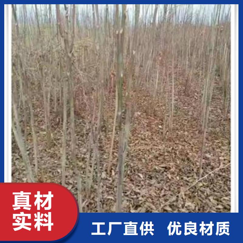 香椿苗【蓝莓苗】规格齐全实力厂家