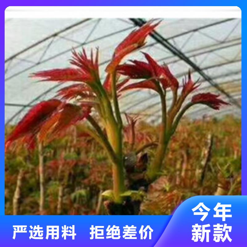 香椿苗苹果苗源头工厂量大优惠