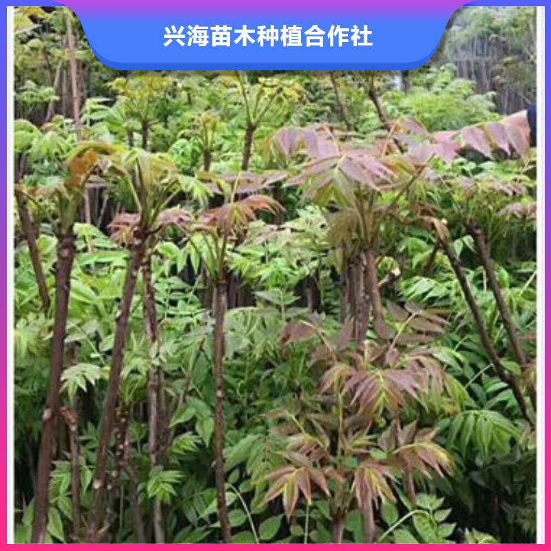 【香椿苗花椒苗送货上门】