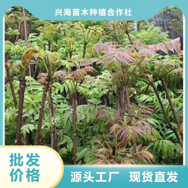 香椿苗梨树苗支持拿样