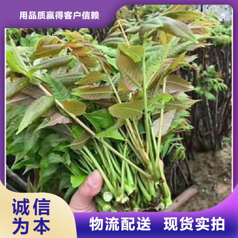 香椿苗蓝莓苗用好材做好产品