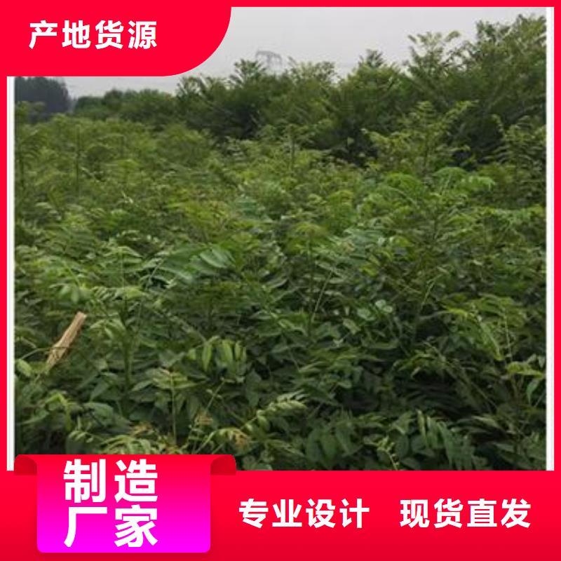 香椿苗蓝莓苗质量好