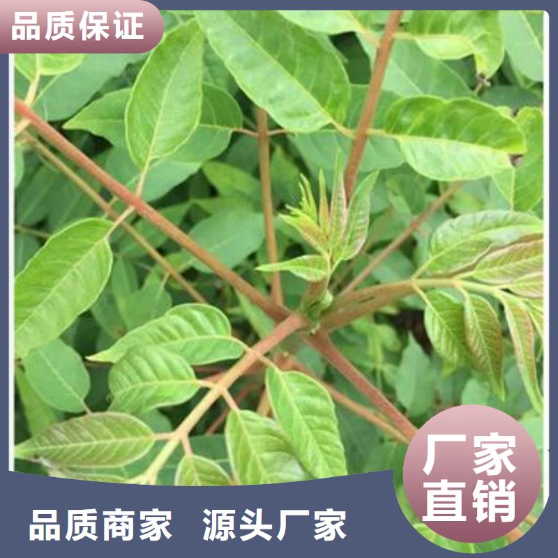 香椿苗苹果苗源头工厂量大优惠