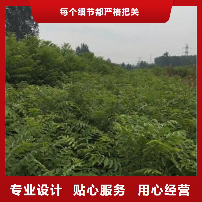 香椿苗花椒苗购买的是放心