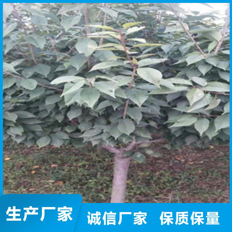 樱花【钙果苗】精心推荐