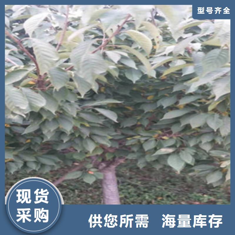 樱花蓝莓苗可零售可批发