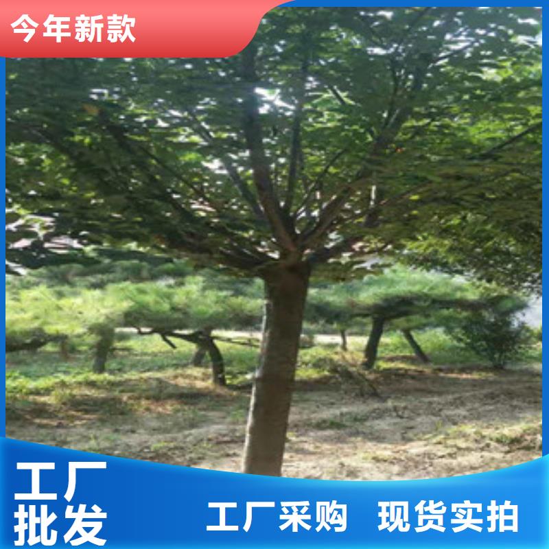 樱花【泰山景松造型景松】实体厂家支持定制