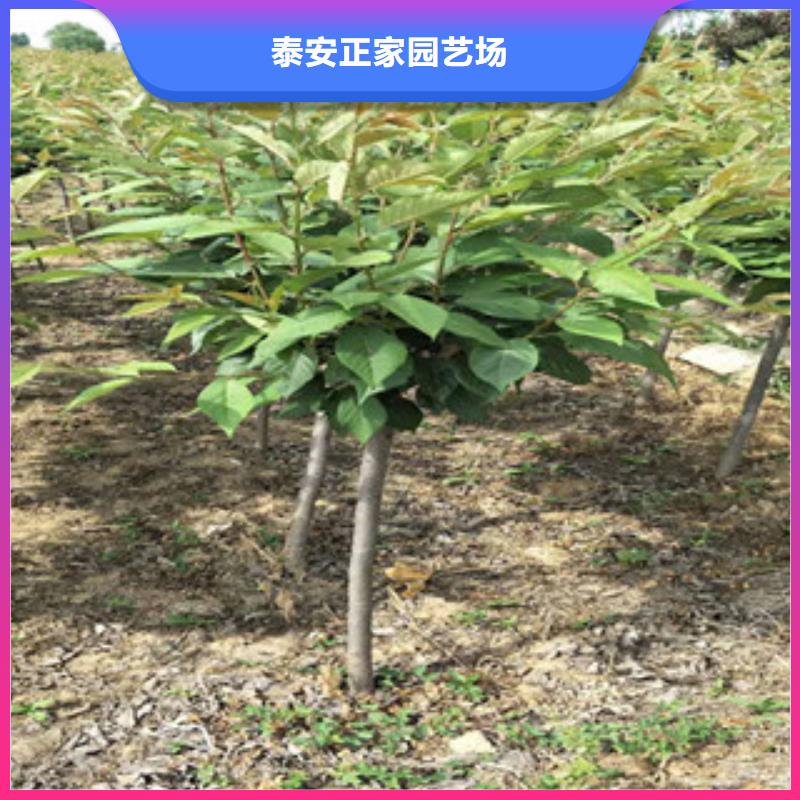 樱花核桃苗樱花苗长果桑树苗一站式供应厂家