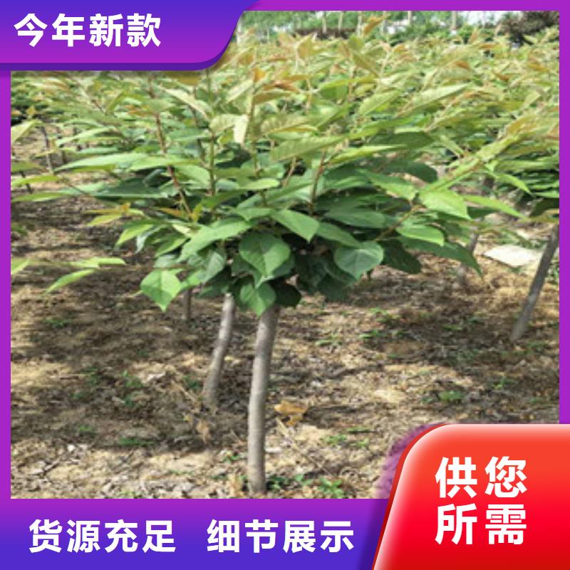 樱花【碧桃】用心提升细节