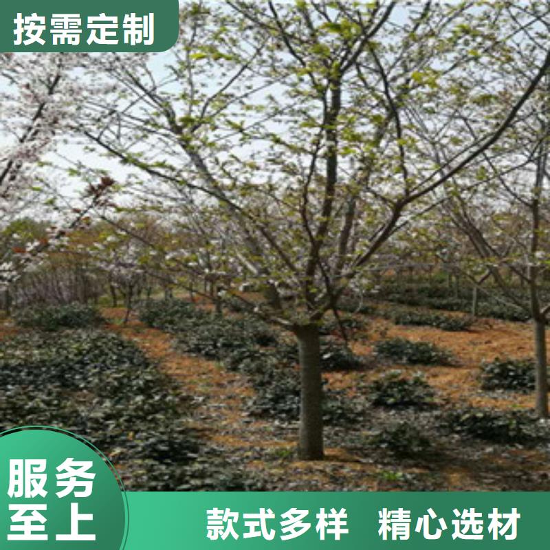 樱花【泰山景松造型景松】实体厂家支持定制