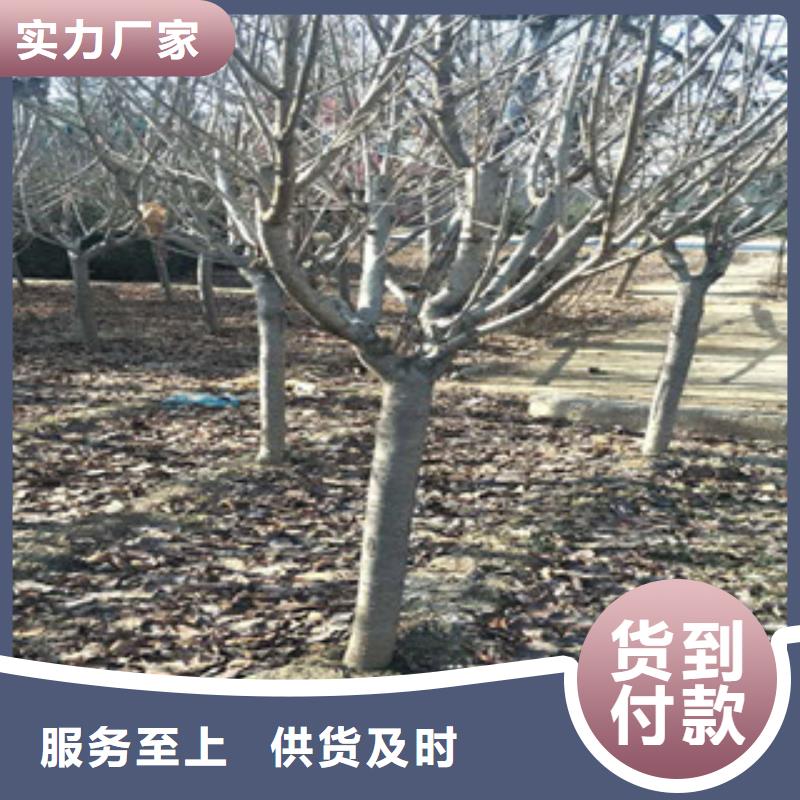 樱花核桃苗樱花苗长果桑树苗一站式供应厂家