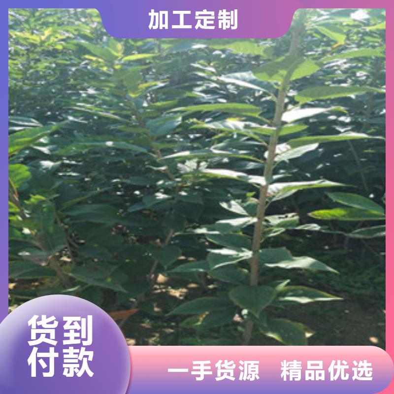 樱花核桃苗樱花苗长果桑树苗库存丰富