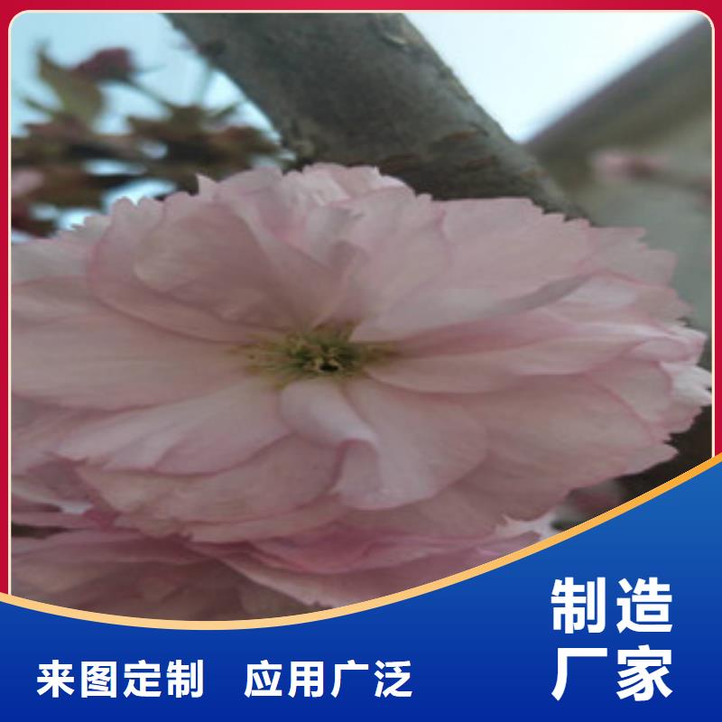 樱花【钙果苗】精心推荐