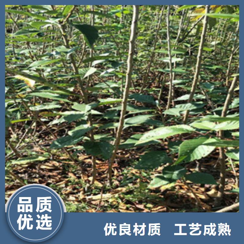 【樱花】_核桃苗樱花苗长果桑树苗制造厂家