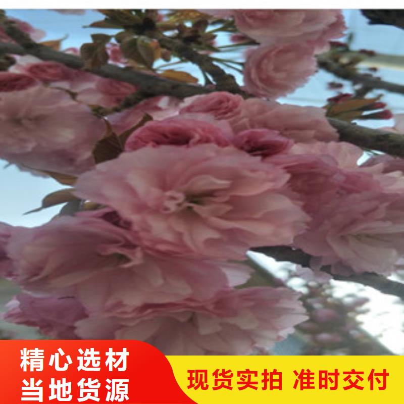 【樱花】占地果树合作共赢