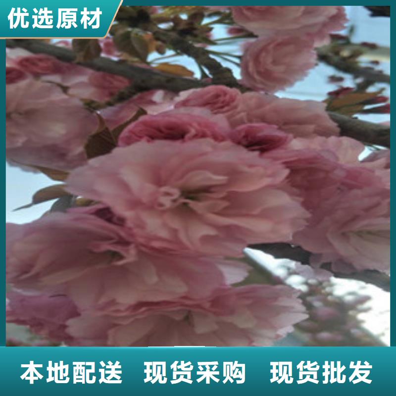 樱花蓝莓苗放心购